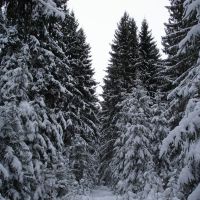 Зимний лес, Ершичи