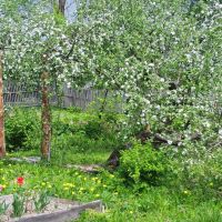 Яблони в цвету, Новодугино