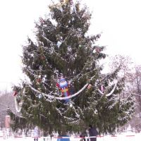 Новогодняя елка на центральной площади города..., Сафоново