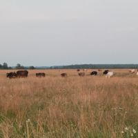 Khislavichi. Evening. Cows., Хиславичи