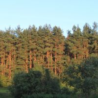 Khislavichi. Small pine forest., Хиславичи