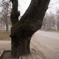 Дерево на остановке около стадиона, Георгиевск