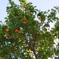 абрикосовое дерево, Домбай