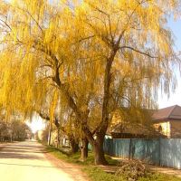 Плакучая Ива. weeping willow, Минеральные Воды