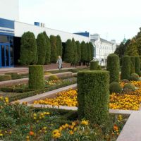Thuja, box and marigolds, Ставрополь