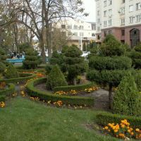 Thuja, box, juniper and marigolds, Ставрополь