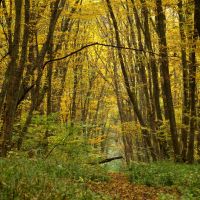 Autumnal forest, Ставрополь