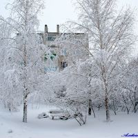 Зимние берёзы, Кирсанов