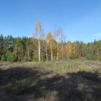 Meadow in the forest, Рассказово