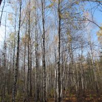 Birch section of the forest, Рассказово