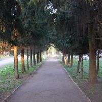 Аллея парка, Староюрьево