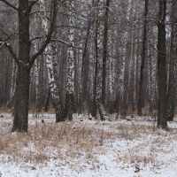 Лес в ноябре. Wood at November., Актюбинский