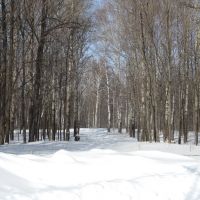 Зимний лес. The winter wood., Актюбинский