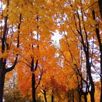 Деревья в Парке Победы осенью, Бавлы