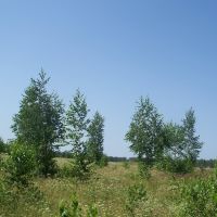 Молодые берёзки///young birch trees, Васильево