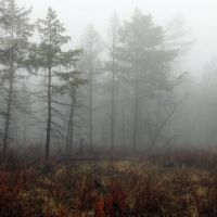 Туманный лес, Самагалтай