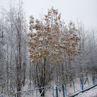 Муравленко начало зимы 2012, Муравленко