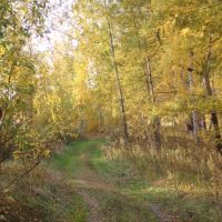 Осенний лес, Бердюжье