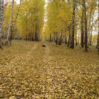 Собака взяла след, засыпанный листьями, Большое Сорокино