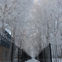 Морозный коридор (17 декабря 2011г.), Сургут