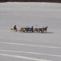 Deer racing, Тарко-Сале