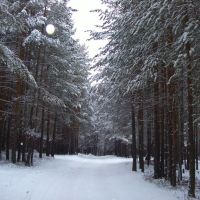 Зимний лес, Урай
