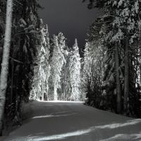 Прогулка в зимнем лесу, Ханты-Мансийск