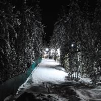 Ночной зимний лес   ~SAG~, Ханты-Мансийск
