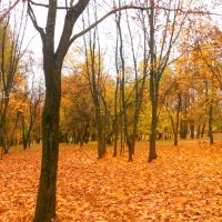 Осенняя природа, Красногорское