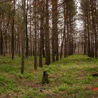 молодой лес у Поволжского, Новая Малыкла