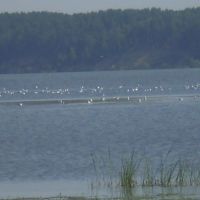 Чайки в Старомайнском заливе, Старая Майна