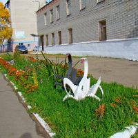 Лебеди на свободе, Николаевск-на-Амуре