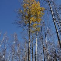 Obluchye (2012-10) - Forgotten leaves, Облучье