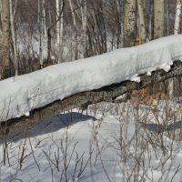 Obluchye (2013-02) - Tree log covered with snow, Облучье