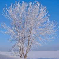 lonely tree in the snowy wilderness, Озерск