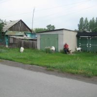 козы, Еманжелинск