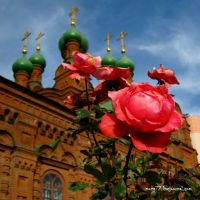 ...Алая Роза Осени / Scarlet Rose of Autumn, Челябинск