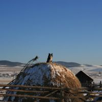 Pomontoire sibérien pour un canidé, Жиндо