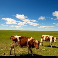 Cows and blue sky, Калга