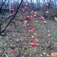 Яблоня в саду, Батырева