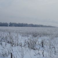Вид на Рощу с поля, Новочебоксарск