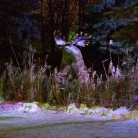 Лось "скрывается" в кустах / The elk "disappears" in bushes (30/12/2008), Чебоксары