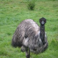 Australian Emu, Олбани