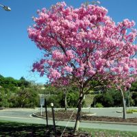 The begining of Spring, in Brisbaneآغاز بهار در بریزبین, Брисбен
