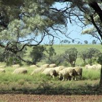 Outback Merino Sheep, Бундаберг