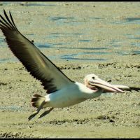 Pelican landing ....© by leo1383, Каирнс