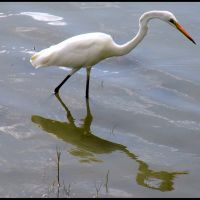 Cairns Lagoon- Great Egret...© by leo1383, Каирнс