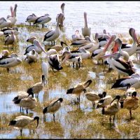 Australian Ibis,Pellicans and Egrettes in Cairns lagoon..© by leo1383, Каирнс