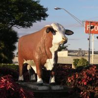 One of the bulls in Rocky, Рокхамптон