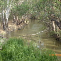 Warren - Gunningbar Creek looking upstream - 2014-01-23, Албури